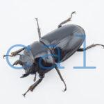 Dorcus hopei binodulosus2