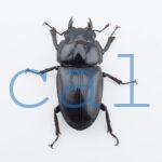 Dorcus hopei binodulosus2