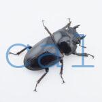 Dorcus hopei binodulosus2