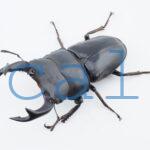 Dorcus hopei binodulosusWF41