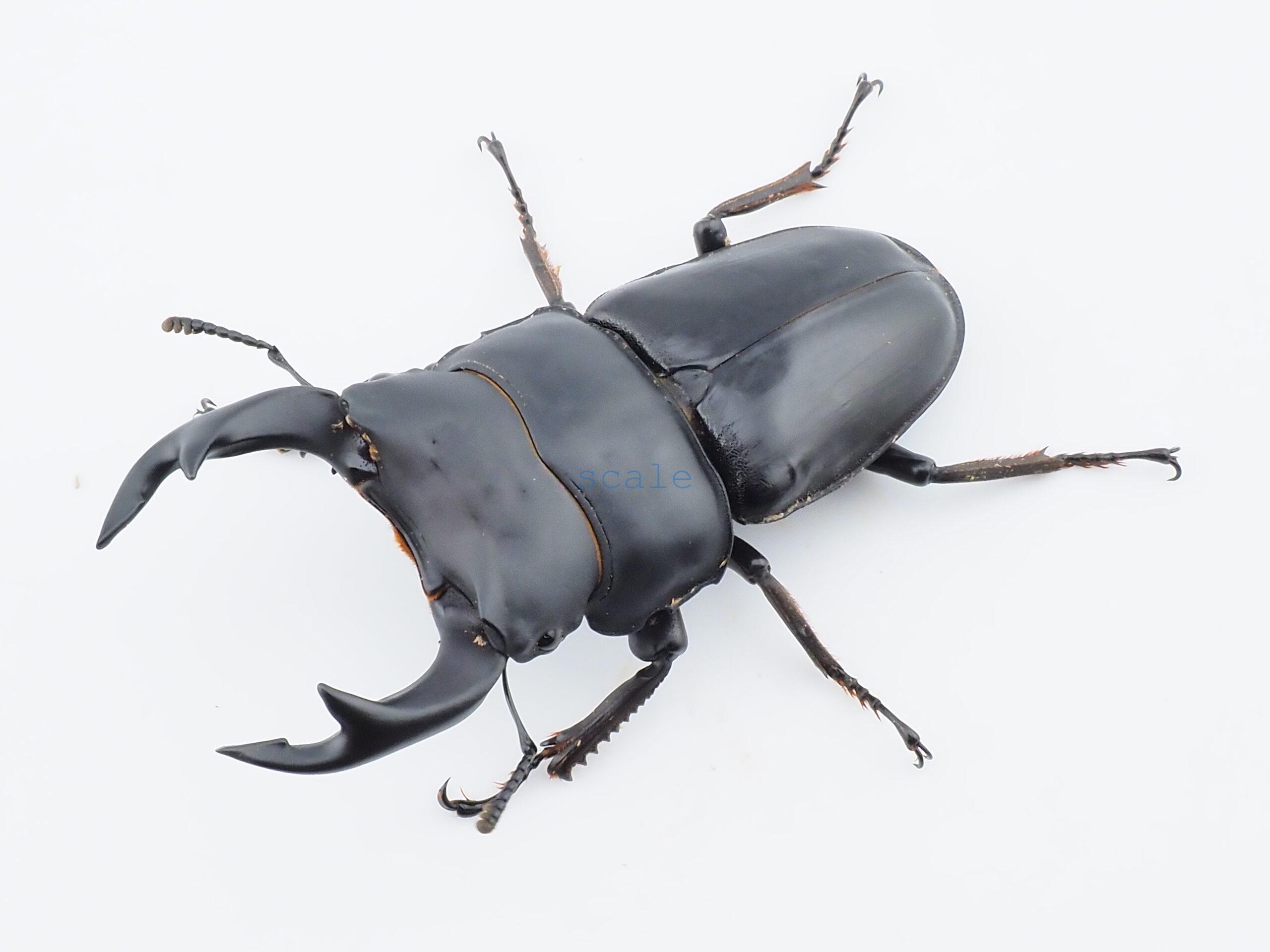 Dorcus hopei binodulosusWF41