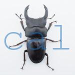 Dorcus hopei binodulosusWF41