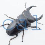 Dorcus hopei binodulosusWF41