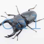 Dorcus hopei binodulosusWF41