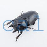 Dorcus hopei binodulosusWF41