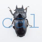 Dorcus hopei binodulosusWF41