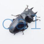 Dorcus hopei binodulosusWF41