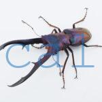 cmfinae1