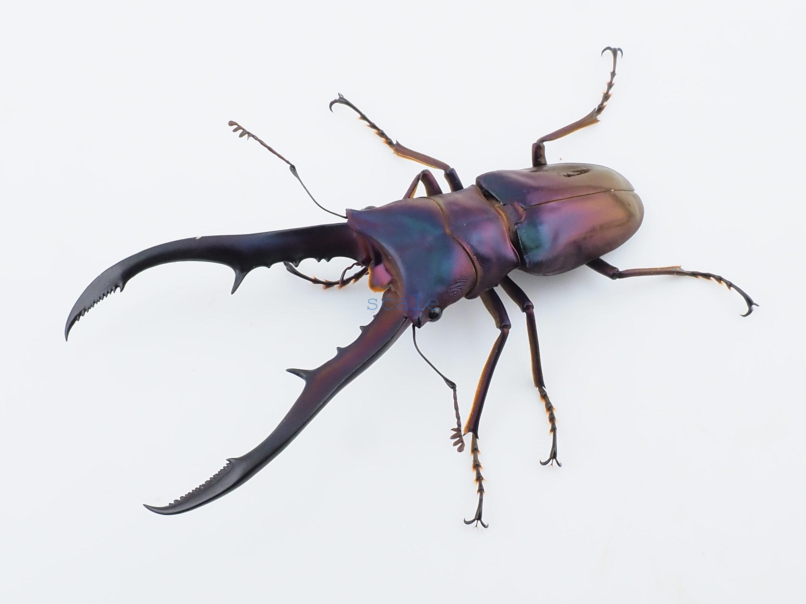 cmfinae1