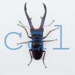 cmfinae1