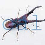 cmfinae1