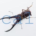 cmfinae1