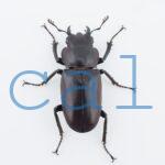 cmfinae1