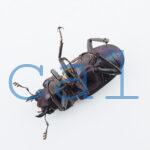 cmfinae1