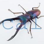 cyfinae62