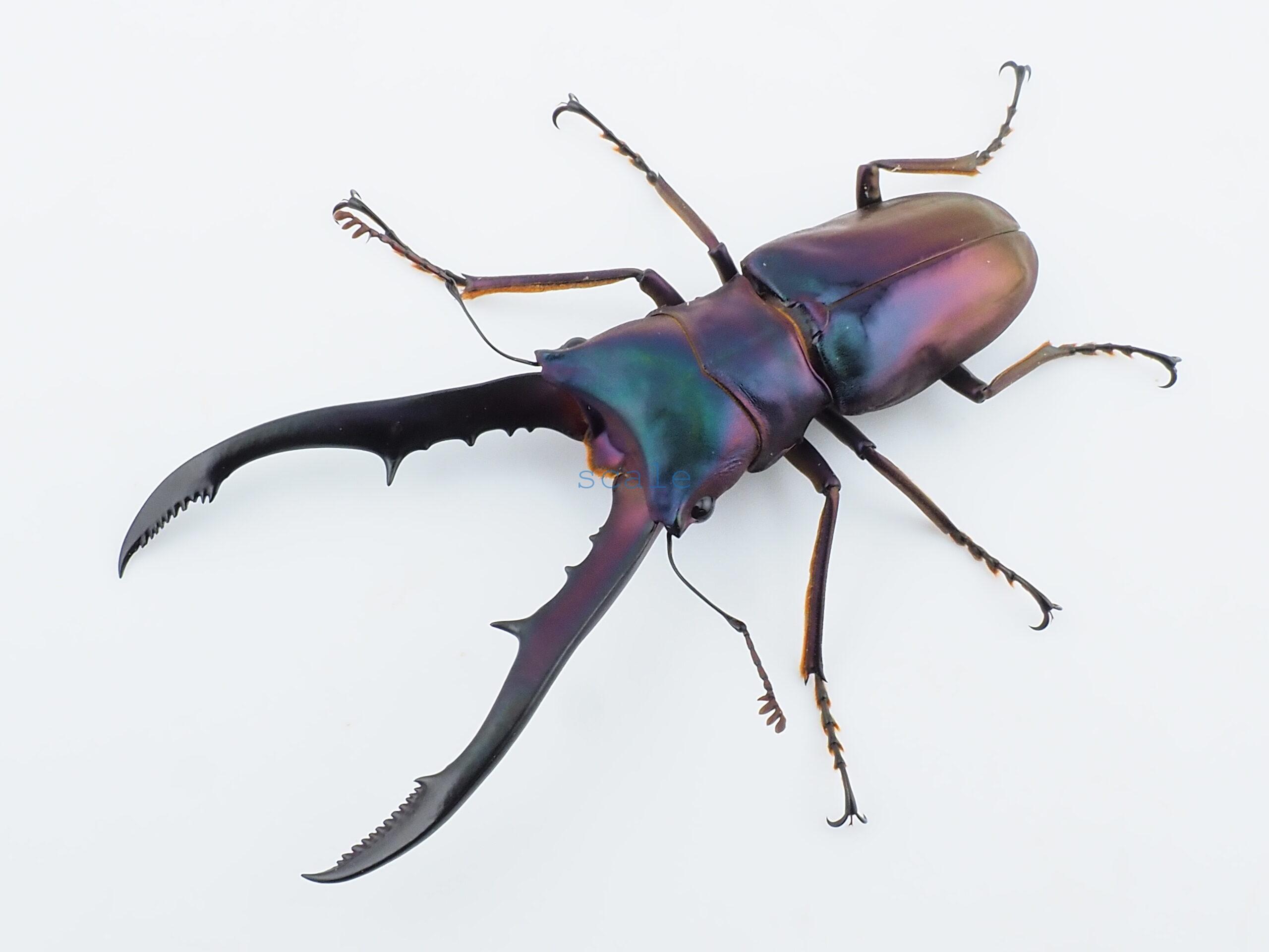 cyfinae62