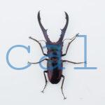 cyfinae62