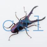 cyfinae62