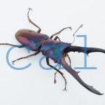 cyfinae62