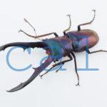 cyfinae62