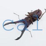 cyfinae62