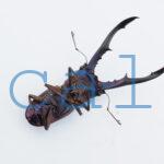 cyfinae62