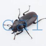 cyfinae62