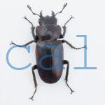 cyfinae62