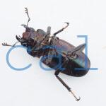cyfinae62