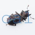 cyfinae62