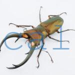 Cyclommatus elaphus3