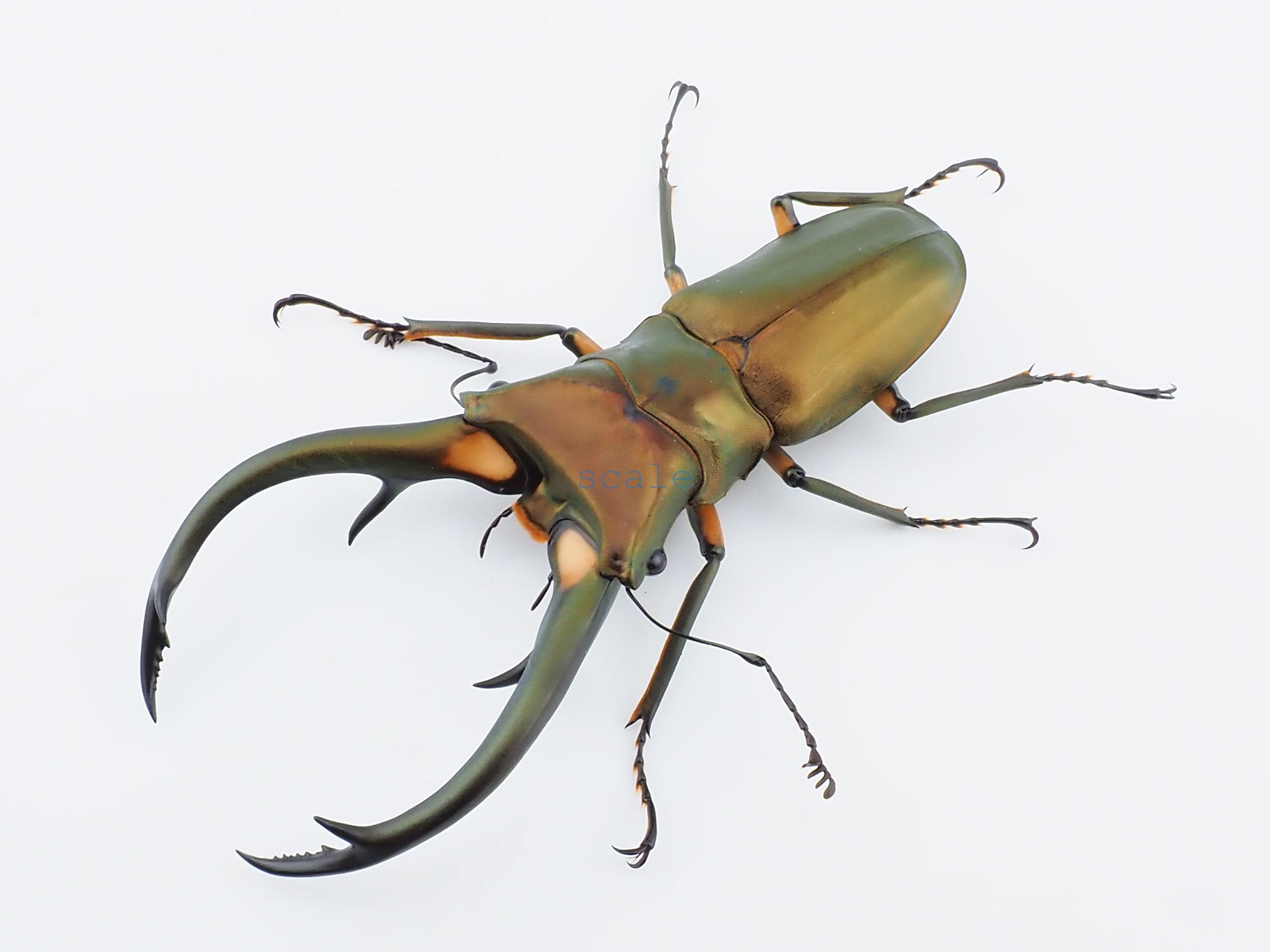 Cyclommatus elaphus3