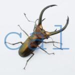 Cyclommatus elaphus3