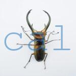 Cyclommatus elaphus3