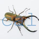 Cyclommatus elaphus3