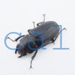 Cyclommatus elaphus3
