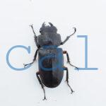 Cyclommatus elaphus3