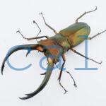 Cyclommatus elaphus4