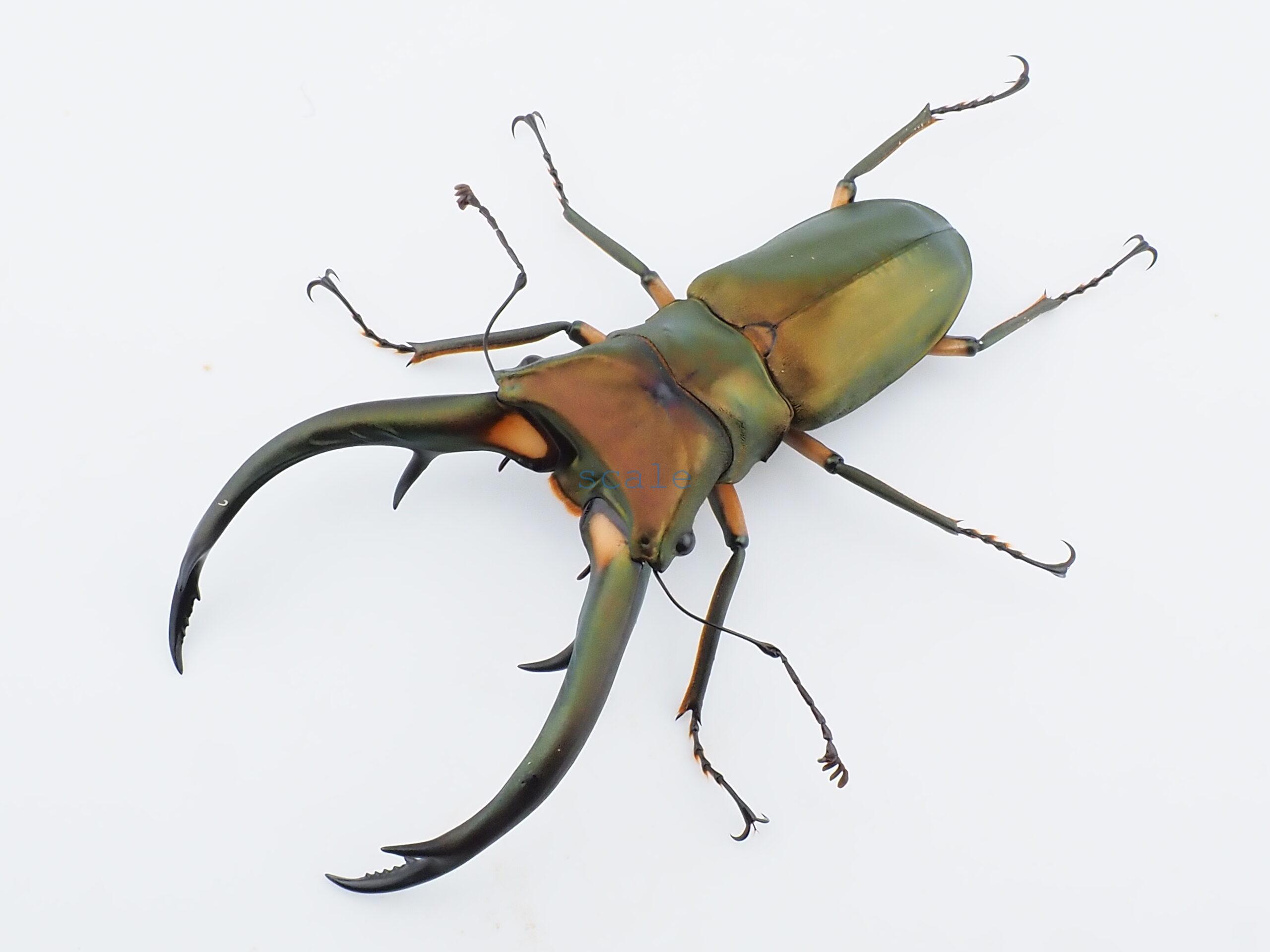 Cyclommatus elaphus4