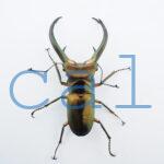 Cyclommatus elaphus4