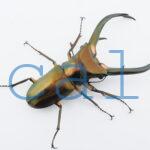 Cyclommatus elaphus4