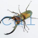 Cyclommatus elaphus4
