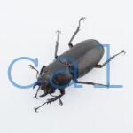 Cyclommatus elaphus4