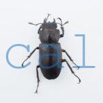 Cyclommatus elaphus4