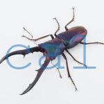 cyfinae59