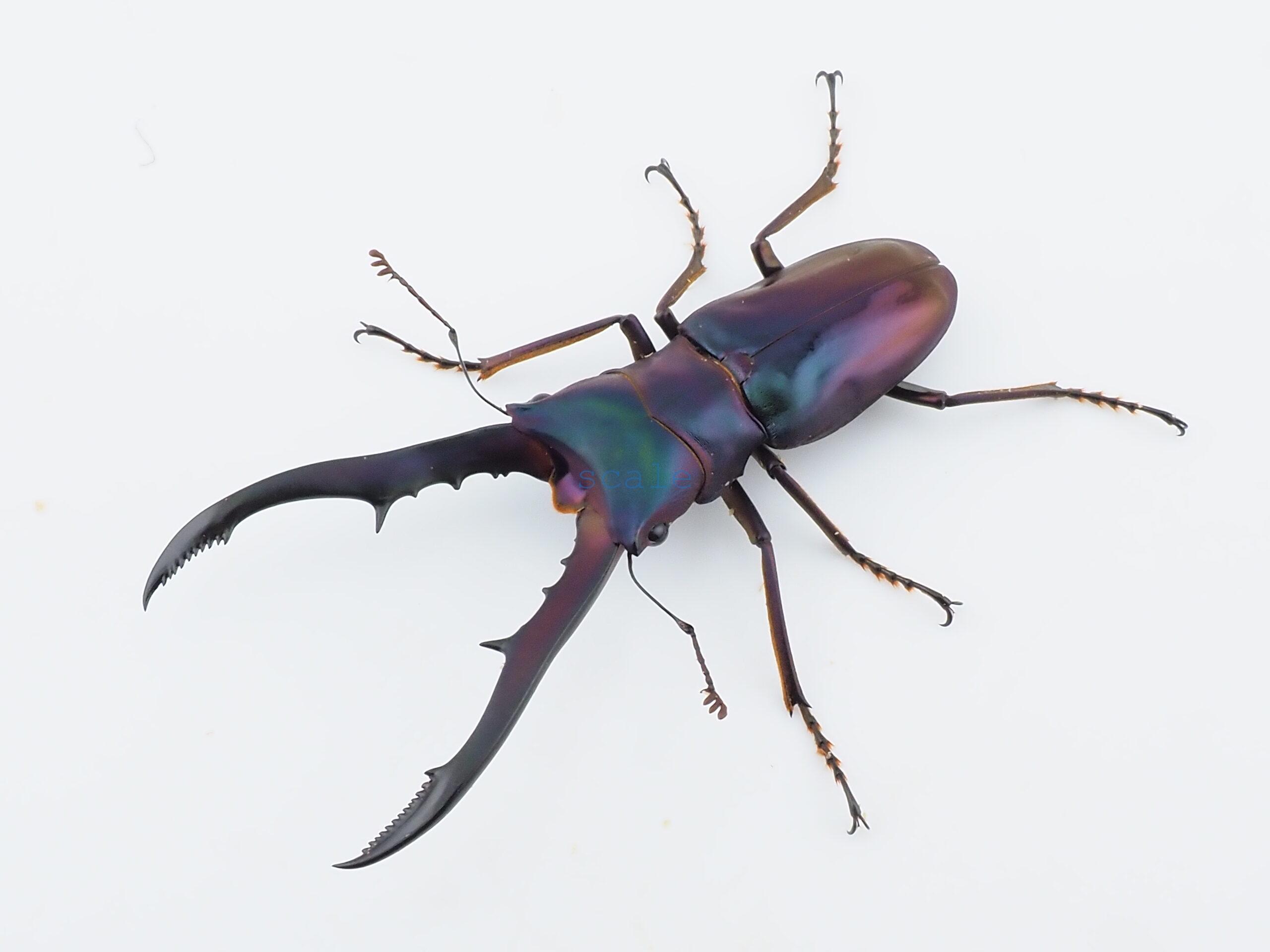 cyfinae59
