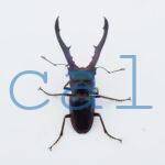 cyfinae59