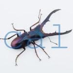 cyfinae59