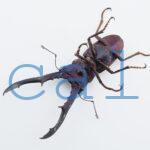 cyfinae59