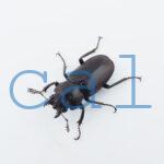 cyfinae59